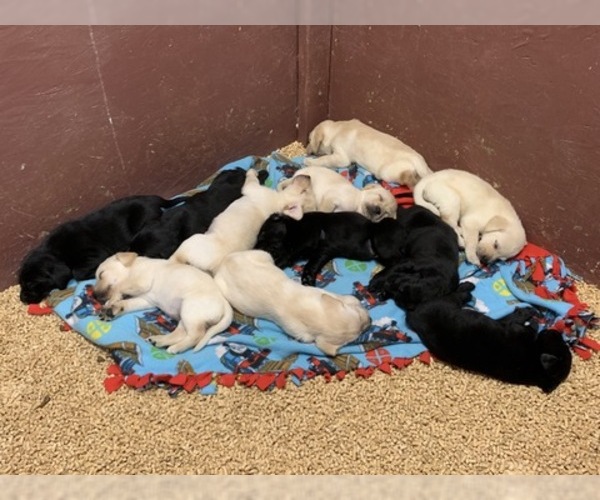 Medium Photo #10 Labrador Retriever Puppy For Sale in WILSONVILLE, OR, USA