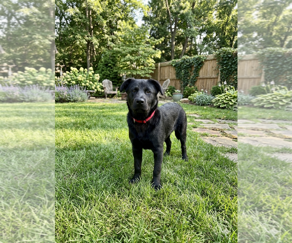 Medium Photo #2 Mutt Puppy For Sale in Genesee, WI, USA