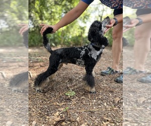 Poodle (Miniature) Puppy for sale in HERNANDO, FL, USA