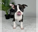 Small Photo #2 Boston Terrier Puppy For Sale in FRANKLIN, IN, USA