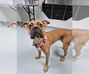 Mastiff Dogs for adoption in St. Cloud, FL, USA