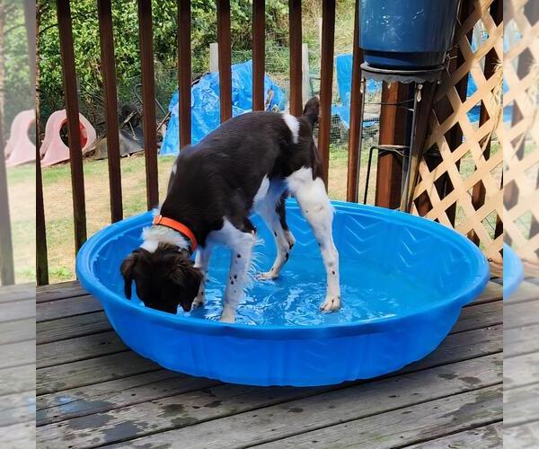 Medium Photo #3 Brittany Puppy For Sale in Curwensville, PA, USA