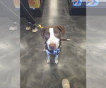 Small #12 American Pit Bull Terrier Mix