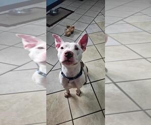 American Pit Bull Terrier-Unknown Mix Dogs for adoption in DuQuoin, IL, USA