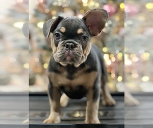 French Bulldog Puppy for sale in PALM BAY, FL, USA