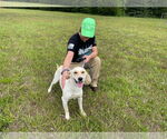 Small #2 Labrador Retriever Mix