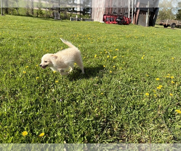 Medium Photo #7 Pomimo Puppy For Sale in ATHENS, WI, USA