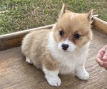 Small #1 Pembroke Welsh Corgi