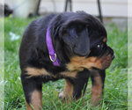 Small Photo #3 Rottweiler Puppy For Sale in LYONS, OR, USA