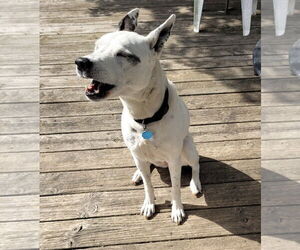 Mrs. Moose - Female Mutt Dog for Adoption - Photo #6