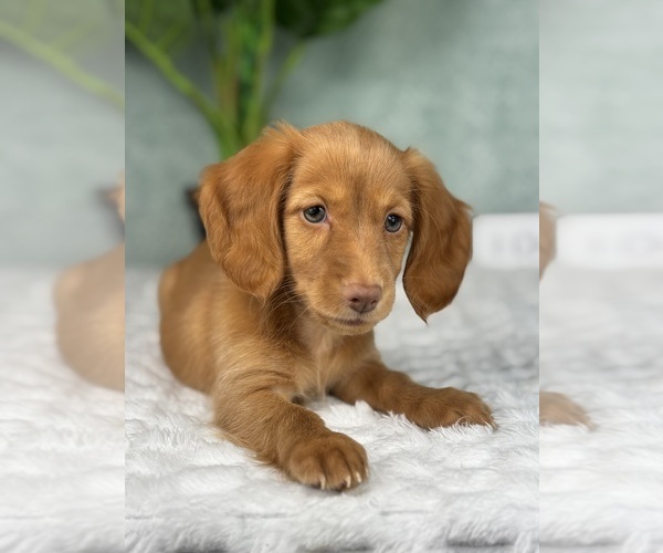 Medium Photo #7 Dachshund Puppy For Sale in FRANKLIN, IN, USA