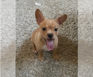 French Bulldog Puppy for sale in CONCORD, NC, USA