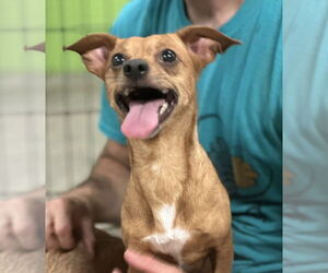 Chihuahua-Unknown Mix Dogs for adoption in Elmsford, NY, USA