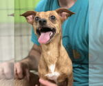 Small Chihuahua Mix