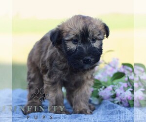 Soft Coated Wheaten Terrier Puppy for sale in LITITZ, PA, USA