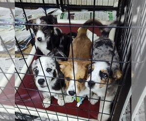 Border-Aussie Dogs for adoption in Mukwonago, WI, USA