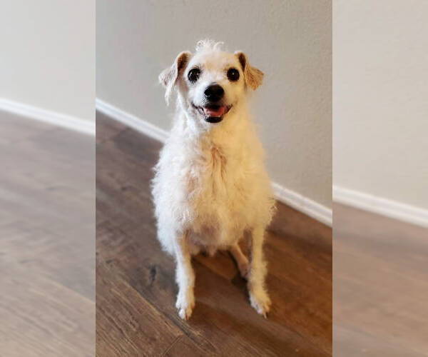 Medium Photo #3 Jack Russell Terrier-Poodle (Standard) Mix Puppy For Sale in Temecula, CA, USA