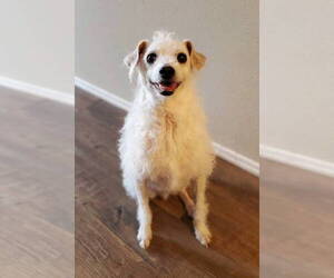 Barney - Male Jack Russell Terrier-Poodle (Standard) Mix Dog for Adoption - Photo #3