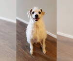 Small #2 Jack Russell Terrier-Poodle (Standard) Mix