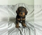 Small #1 Miniature Bernedoodle-Poodle (Toy) Mix