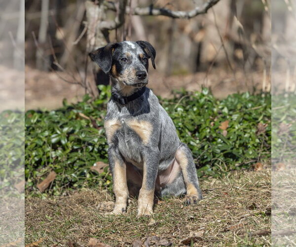 Medium Photo #3 Mutt Puppy For Sale in Garden City, NY, USA