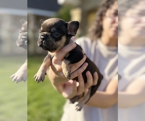 French Bulldog Puppy for sale in POMONA, CA, USA