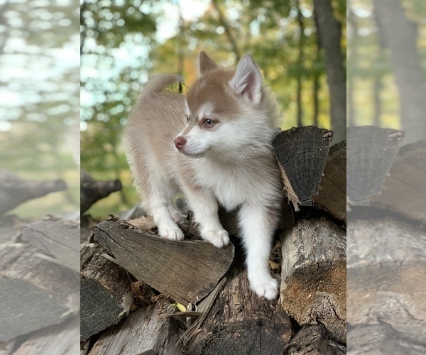 Medium Photo #6 Pomsky Puppy For Sale in STAPLES, MN, USA