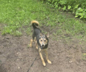 Australian Shepherd-Siberian Husky Mix Puppy for sale in NORTH VERSAILLES, PA, USA