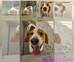 Beagle Dogs for adoption in Tampa, FL, USA