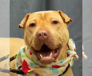 Chinese Shar-Pei Dogs for adoption in Sanford, FL, USA