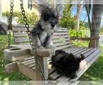 Small Photo #6 Schnauzer (Miniature) Puppy For Sale in HOLLYWOOD, FL, USA