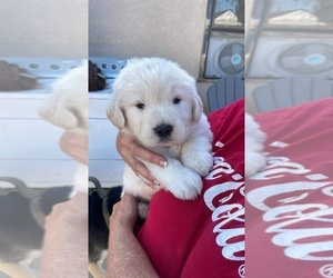 English Cream Golden Retriever Puppy for sale in YUMA, AZ, USA