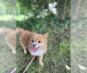Pomeranian Dogs for adoption in Candler, NC, USA
