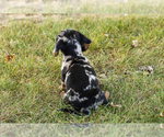 Small #6 Dachshund