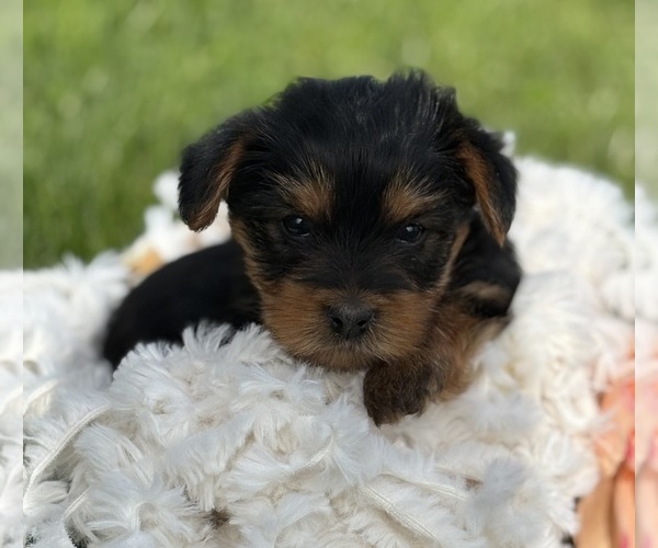 Medium Photo #9 Yorkshire Terrier Puppy For Sale in ROCK STREAM, NY, USA