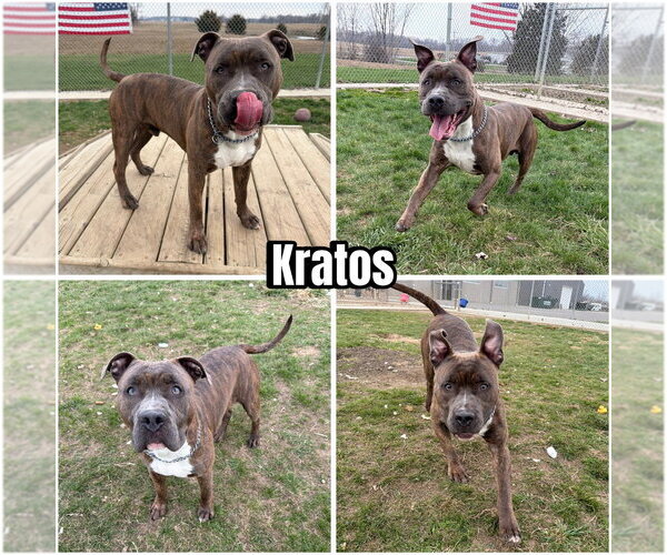 Medium Photo #1 American Staffordshire Terrier Puppy For Sale in Pierceton , IN, USA