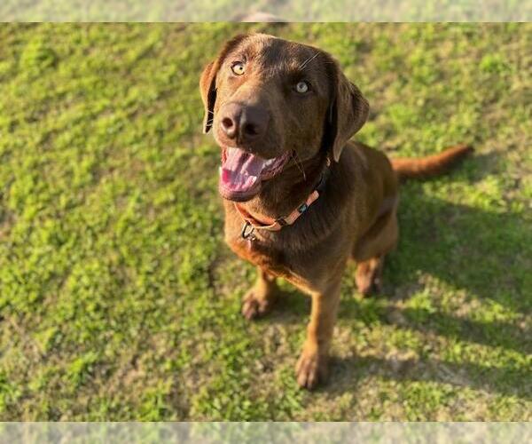 Medium Photo #1 Labrador Retriever-Unknown Mix Puppy For Sale in Clovis, CA, USA