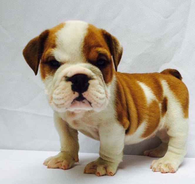 View Ad Bulldog Puppy for Sale near South Carolina