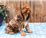 Small Photo #47 Cocker Spaniel Puppy For Sale in WAKARUSA, IN, USA