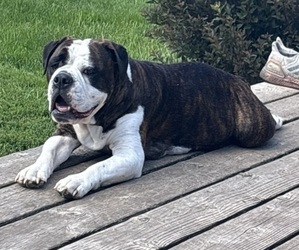 Mother of the Olde English Bulldogge puppies born on 06/13/2025