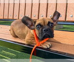 Small French Bulldog