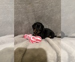 Small #1 Dachshund