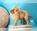 Small Photo #8 Goldendoodle Puppy For Sale in CARLOCK, IL, USA