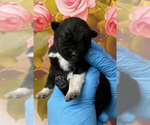 German Shepherd Dog-Unknown Mix Dogs for adoption in San Bernardino, CA, USA