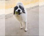 Small #3 Great Pyrenees Mix