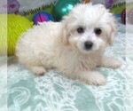 Small #1 Maltipoo