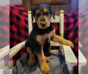 Airedale Terrier Puppy for sale in PHILADELPHIA, TN, USA
