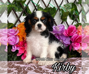 Cavalier King Charles Spaniel Puppy for sale in MIAMI, FL, USA