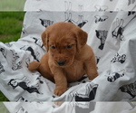Small #3 Golden Retriever