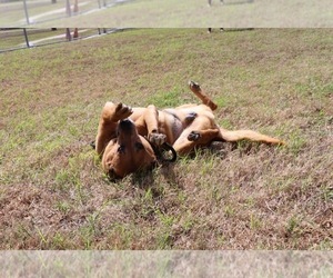 Leo- Sebastian - Male American Staffordshire Terrier-Black Mouth Cur Mix Dog for Adoption - Photo #8